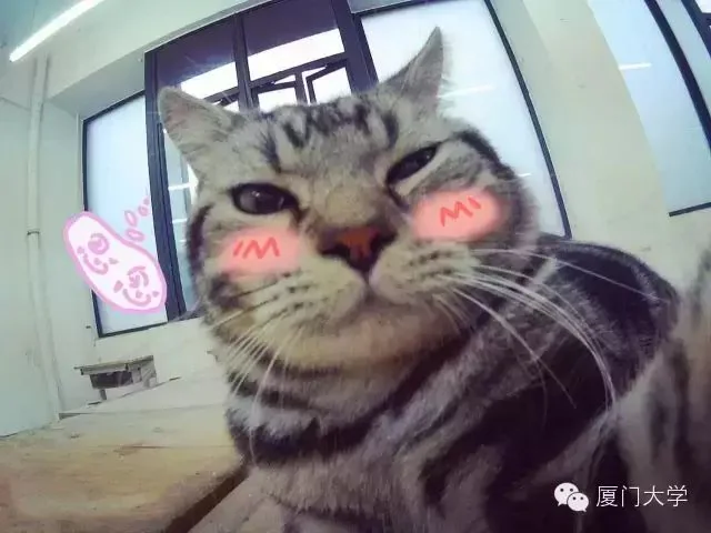 宠物自拍器作品展示